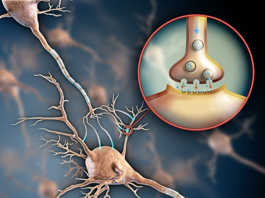 Neurotransmitatorii si impactul lor asupra sanatatii