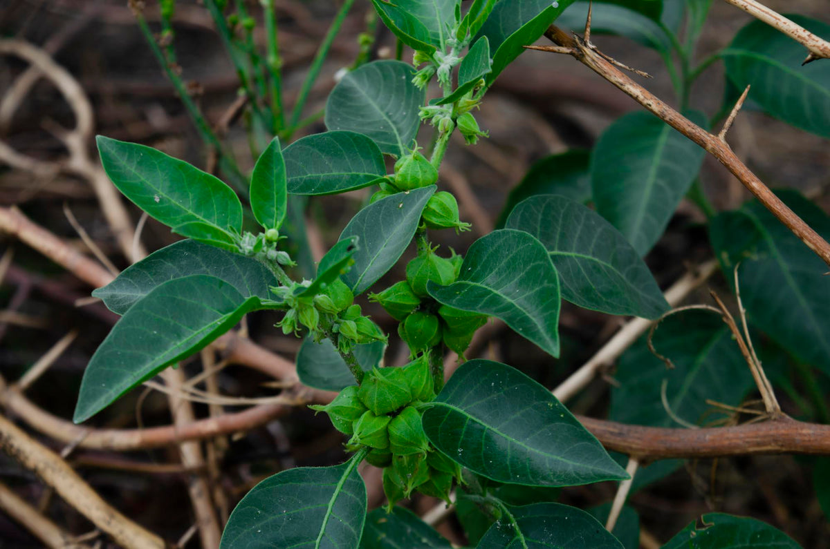 Ashwagandha - ce este, beneficii si mod de utilizare