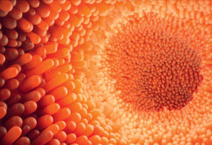 Microbiomul - rol esential in mentinerea sanatatii organismului