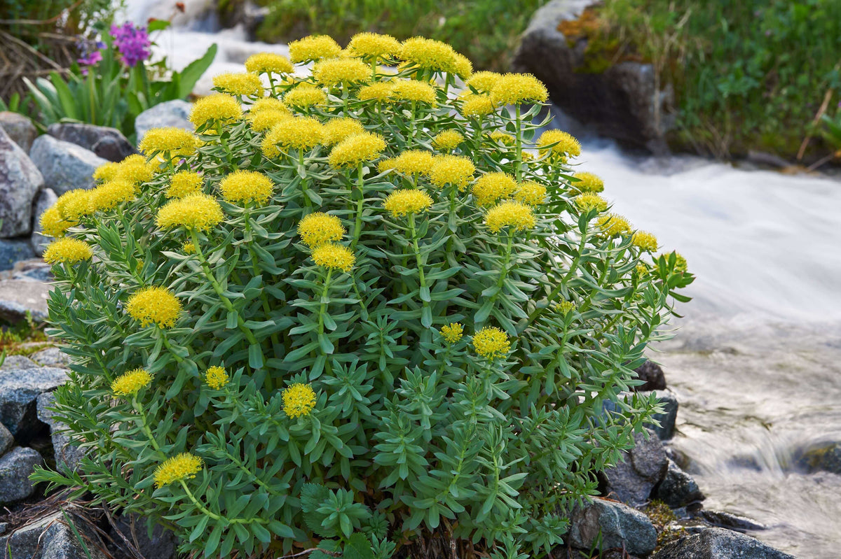 Rhodiola rosea - un aliat impotriva oboselii