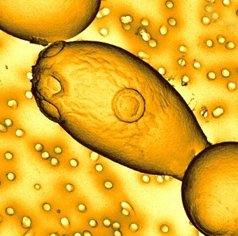Saccharomices boulardii, drojdia cu efect probiotic
