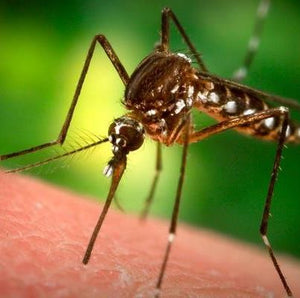 Cand devin periculoase intepaturile de insecte
