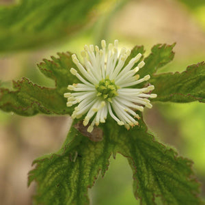Goldenseal si beneficiile sale nestiute asupra sanatatii