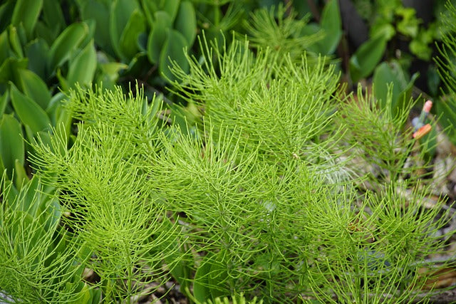 coada calului