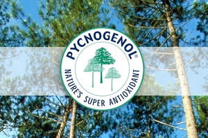 Pycnogenolul, antioxidant natural puternic, cu beneficii multiple pentru sanatate
