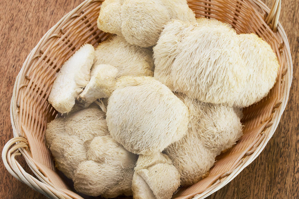 Lion’s Mane (Coama Leului) - Ciuperca „hrana pentru neuroni”: beneficii, utilizari si efecte