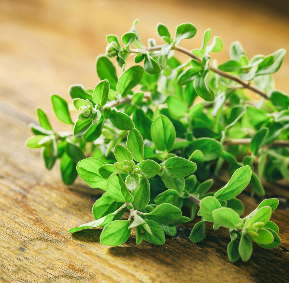 Oregano - beneficii, proprietati si utilizari ale plantei medicinale si aromatice