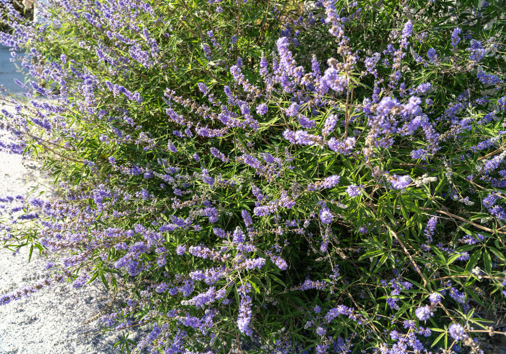 vitex planta